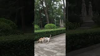 【cat】相亲的两只猫，彼此看看不合适就散了#cute #pets #shorts