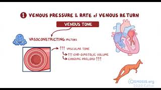 Cardiac Preload | Osmosis