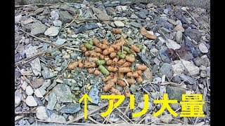 アリが集まる様子をタイムラプス撮影してみた①