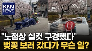 벚꽃 구경 갔다가 '실망'...\