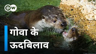 गायब क्यों हो रहे हैं ऊदबिलाव [Wild otters are vanishing]