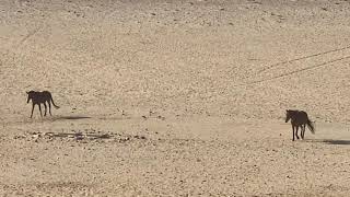 Wild horses. Aus, Namibia