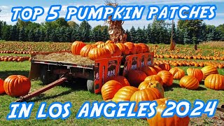 Top 5 Pumpkin Patches You MUST Visit in Los Angeles 2024!🎃🎃