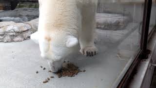 【愛媛県立とべ動物園】しろくまピースのおやつタイム！