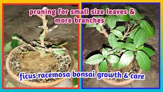 ficus  racemosa bonsai growth \u0026 care | pruning benefits for bonsai |@Baghwani695