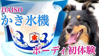 癒犬シェルティ・ボーディが100均 DAISO〈ダイソー〉のかき氷を初体験！ダブルコートＶＳ夏【SHELTIE 셸티　셀티】