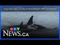 Bigg’s killer whales spotted near Vancouver Island