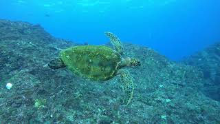 八丈島水中生物動画～ナズマドのアオウミガメ～