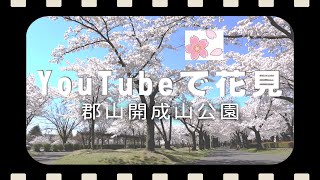 YouTubeで見る花見🌸郡山開成山公園の桜