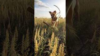 Beautiful story of a hardworking farmer dog 🦮 #animals #youtubeshorts #shorts #viral #ytshorts #ai