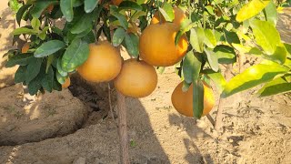 when should we collect the fruits of citrus plants ?