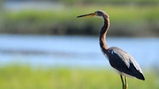 Super RARE bird captured on camera in Canada's east has community buzzing