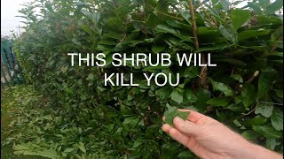 Pruning deadly shrubs