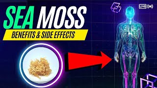 Sea Moss Benefits and Side Effects