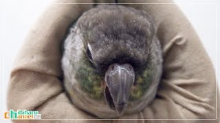 ウロコインコ：ハル 【あくび】 Conure: Yawn