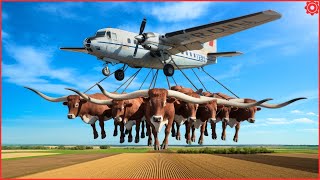 Transporting Millions Of Longhorn Cattle This Way - The Biggest Heavy Machinery