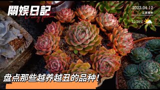 关娱日记：盘点那些让人很无奈的品种！养也养不挂，却丑出天际！|關於日記|关娱多肉|多肉植物|Suculentas| 다육이들