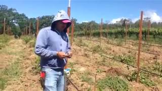 Field Grafting a Chardonnay grapevine onto Roostock in the Vineyard