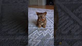 7 week old tiny blonde yorkie #talk #play #blonde #yorkie #baby #love #friends #music