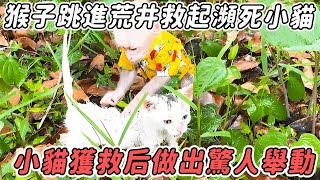 猴子跳進荒井救起瀕死小貓，小貓獲救後的一個舉動，瞬間讓人淚目#貓咪#報恩#拯救#感人故事