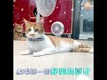 夏季消暑篇！parkcat 安心剃▪美掌機【貓貓也要剃毛毛】全面升級 四合一剃毛器 獨家製作 犬貓通用