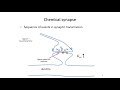 7: Synapses - Intro to Neural Computation