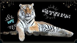 [2025,1,12] 태범 일요일 낮잠이후 멋진 모습으로 근무🐯