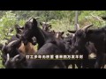 20160805 致富经 打工多年无积蓄 借来四万发羊财