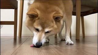 柴犬だいごろう床舐めの一部始終