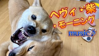 柴犬の為に作曲！「ヘヴィ・柴・モーニング」！！ #柴犬 #子犬 #dog #shibainu