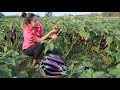 Countryside Life TV: How to cook eggplant with hot dog / Harvest beetroot and mustard green to cook