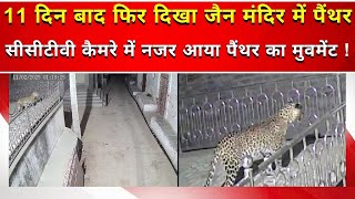 11 दिन बाद फिर दिखा जैन मंदिर में पैंथर, सीसीटीवी कैमरे में नजर आया पैंथर का मुवमेंट !