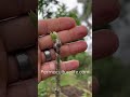 Mulberry tree grafting results