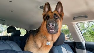 When brave dogs know they are going to the vet   Funniest Dog Reaction