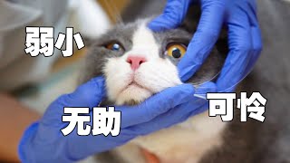 【喵来啦】对不起，我没照顾好我家猫……