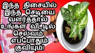 செல்வத்தை குவிக்க இந்த செடியை இத்திசையில் வையுங்கள் money give plants|666 mantra