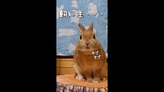 飼い主を気にかけている様子なので、笑顔で見つめてあげたら逃げられました　【うさぎカフェ ぽっぷ Pop】 #Shorts