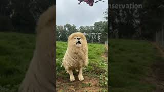 Mother Nature does a marvellous job with lion manes. It looks freshly brushed 🤣 … ( it isn’t!!)