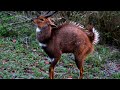 bushbucks africa s most elusive secretive and beautiful antelope