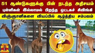 51 ஆண்டுகளுக்கு பின் நடந்த அதிசயம்-புள்ளிகள் இல்லாமல்  பிறந்த ஒட்டகச் சிவிங்கி.. | Giraffe | America