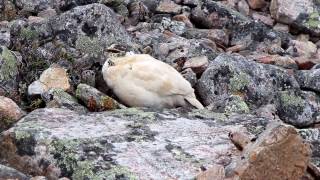 Kiirunavideo  Inari  Saariselkä  Kiilopää