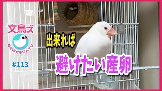 出来れば避けたい文鳥の産卵