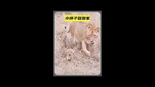 母獅帶7小獅子回娘家，收到獅王的意外驚喜#野生動物零距離