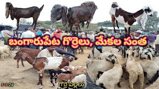 Bangarpet Sheep's Market | బంగారుపేట గొర్రెలు, మేకల సంత | Mohan Crazy Vlogs