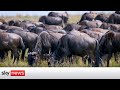 Maasai Mara: Climate change threatens one of nature's greatest spectacles