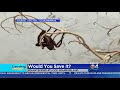 trending giant spider rescued from floodwaters