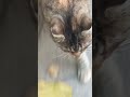 Кормим котиков вместе Подпишитесь пожалуйста Please Subscribe #funny #cats #funnycats #