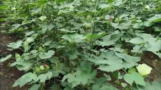 பருத்தி வயல் சுற்றி பார்க்கலாம் வாங்க #minivlog #cottonfield #cottonplant