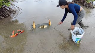 Amazing Catch Giant Mud Crabs by Skills Woman