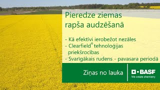 Tradicionālais un Clearfield® ziemas rapsis – pieredze, lietojot BASF tehnoloģiju